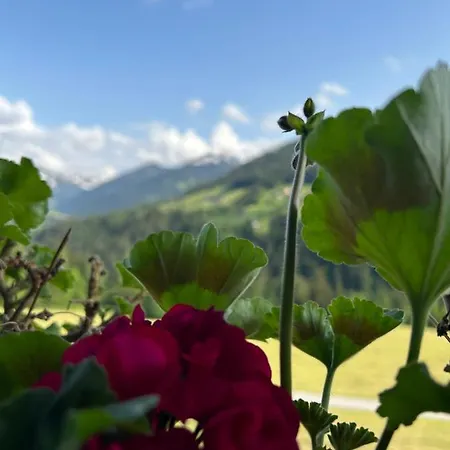 Haus Schmetterling Lägenhet